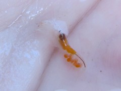 Athanopsis australis