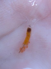 Athanopsis australis