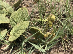 Hermannia transvaalensis