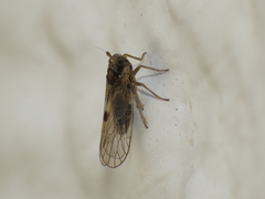 Laodelphax striatella