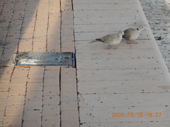 Streptopelia decaocto