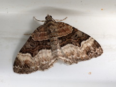 Xanthorhoe biriviata