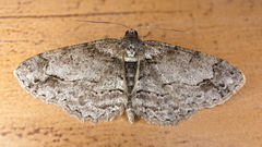 Paradarisa consonaria