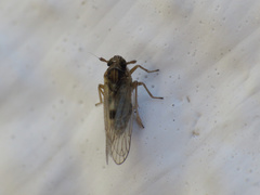 Laodelphax striatella