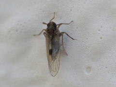 Laodelphax striatella