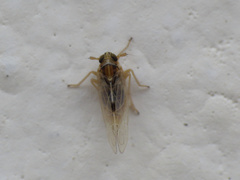 Laodelphax striatella