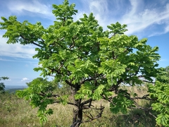 Stryphnodendron adstringens