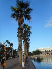Washingtonia robusta