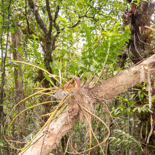 Dendrobium ellipsophyllum, photograph 2