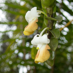Dendrobium ellipsophyllum