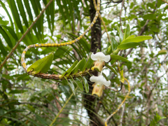 Dendrobium ellipsophyllum