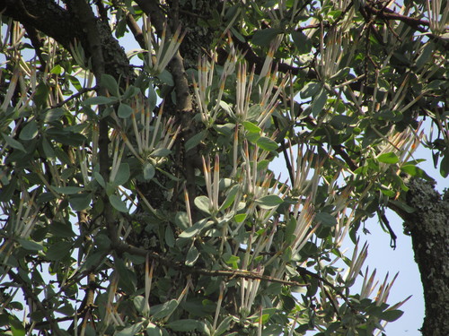 Image of Agelanthus natalitius by (c) Mahomed Desai, some rights reserved (CC BY)