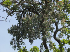 Agelanthus natalitius