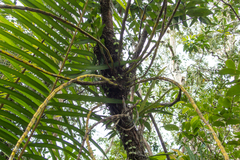 Dendrobium ellipsophyllum