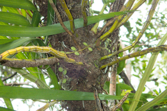 Dendrobium ellipsophyllum
