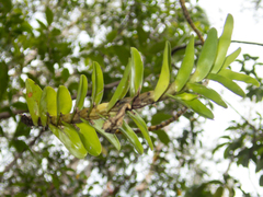 Dendrobium ellipsophyllum