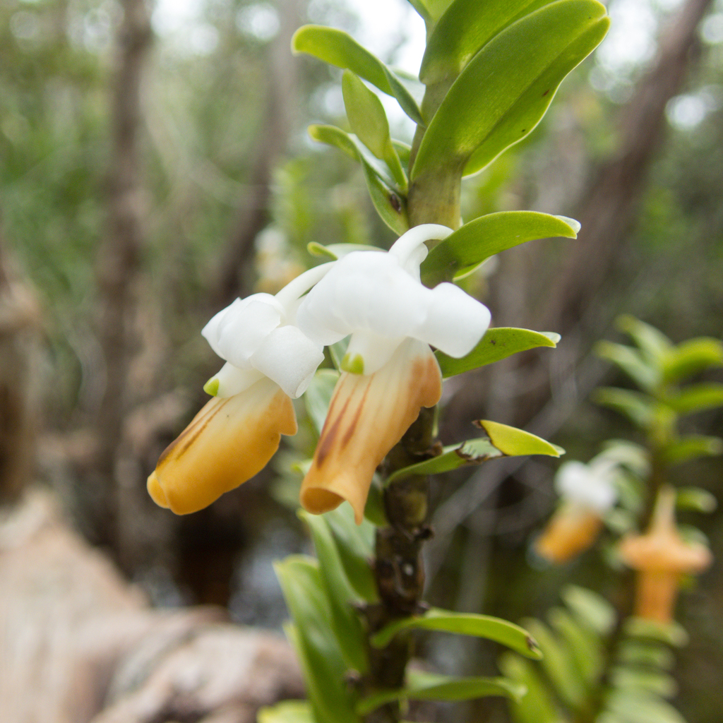 Dendrobium ellipsophyllum Tang & F.T.Wang