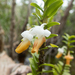 Dendrobium ellipsophyllum - Photo (c) Gerard Chartier, some rights reserved (CC BY), uploaded by Gerard Chartier