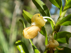 Dendrobium ellipsophyllum