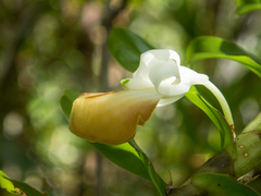 Dendrobium ellipsophyllum