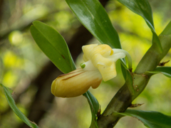 Dendrobium ellipsophyllum