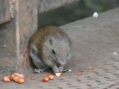 Callosciurus orestes