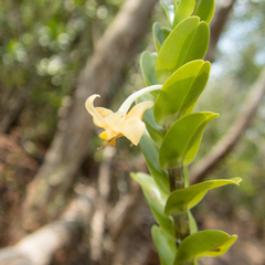 Dendrobium ellipsophyllum