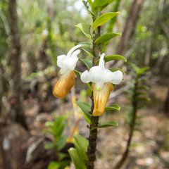 Dendrobium ellipsophyllum
