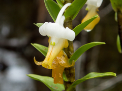 Dendrobium ellipsophyllum