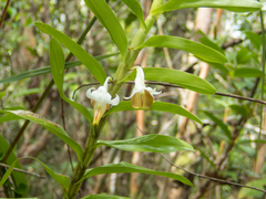 Dendrobium ellipsophyllum