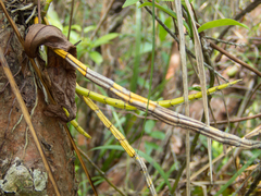 Dendrobium ellipsophyllum