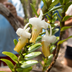 Dendrobium ellipsophyllum