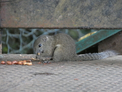 Callosciurus orestes
