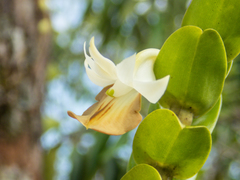 Dendrobium ellipsophyllum
