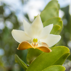 Dendrobium ellipsophyllum