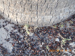 Washingtonia robusta