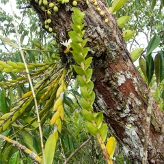 Dendrobium ellipsophyllum