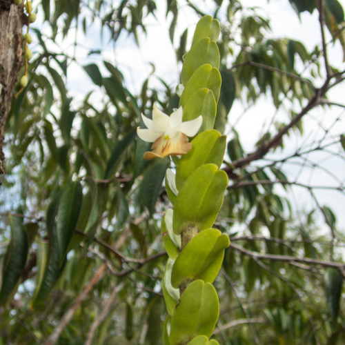 Dendrobium ellipsophyllum, photograph 6
