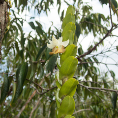 Dendrobium ellipsophyllum