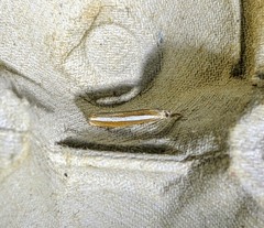 Agriphila latistria