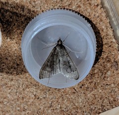 Mecyna asinalis
