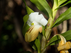Dendrobium ellipsophyllum