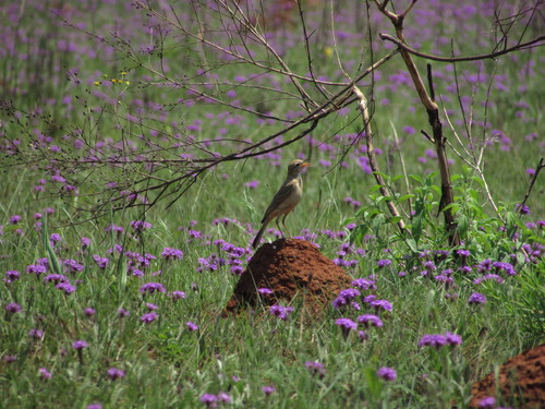 Buffy Pipit (Anthus vaalensis), photo 9