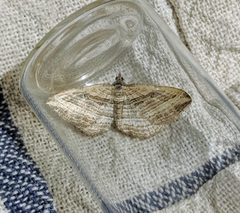 Costaconvexa polygrammata