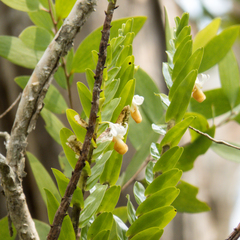 Dendrobium ellipsophyllum