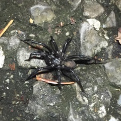 Antrodiaetus unicolor