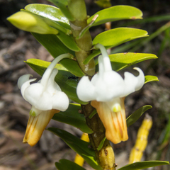 Dendrobium ellipsophyllum