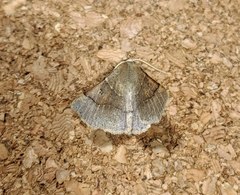 Crocallis dardoinaria