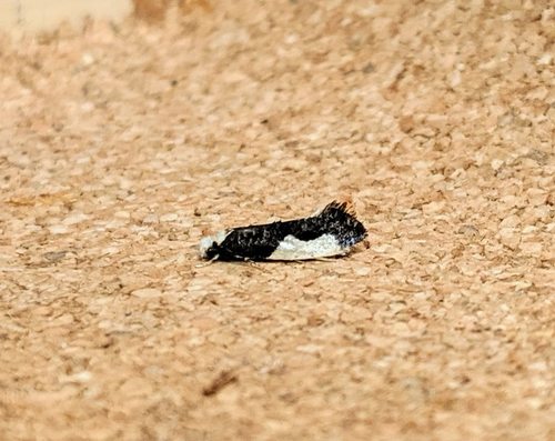 Monopis monachella