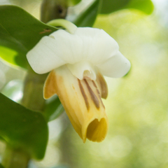 Dendrobium ellipsophyllum